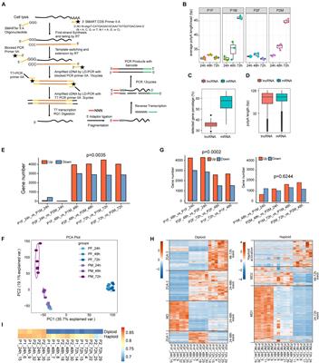 Frontiers Sex Specific Development In Haplodiploid Honeybee Is